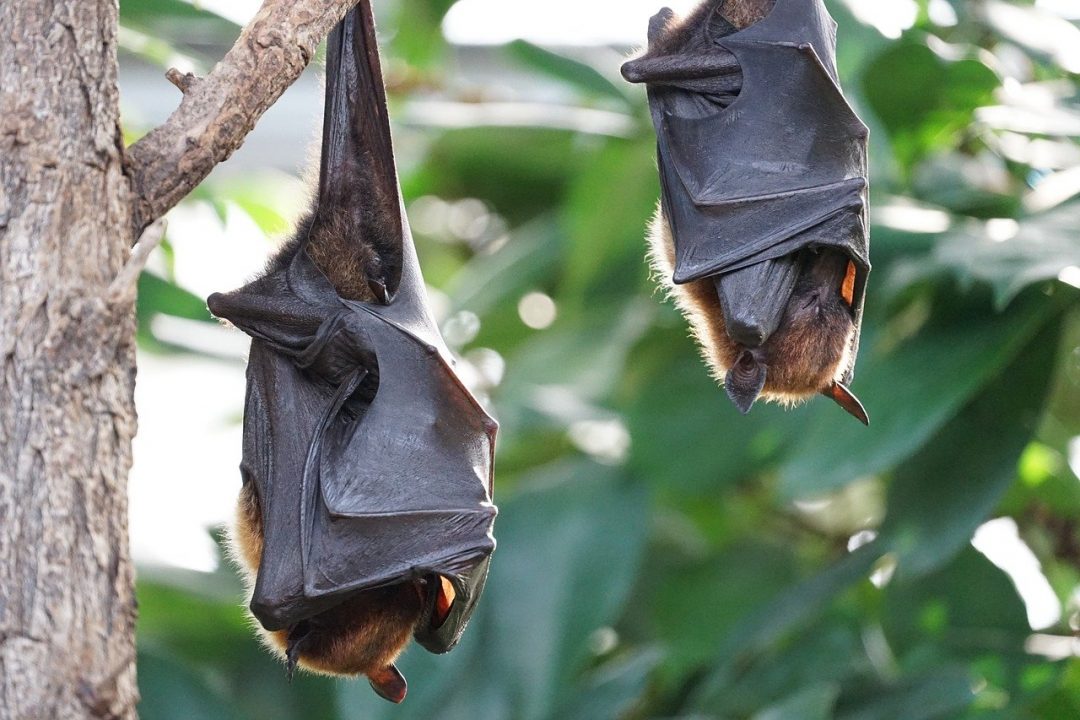 Murciélagos grandes transmisores de patógenos